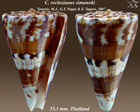 Image of Conus recluzianus Bernardi 1853