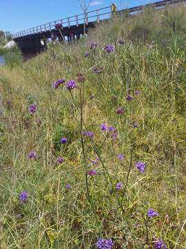 Image de Verbena intermedia Gillies & Hook.