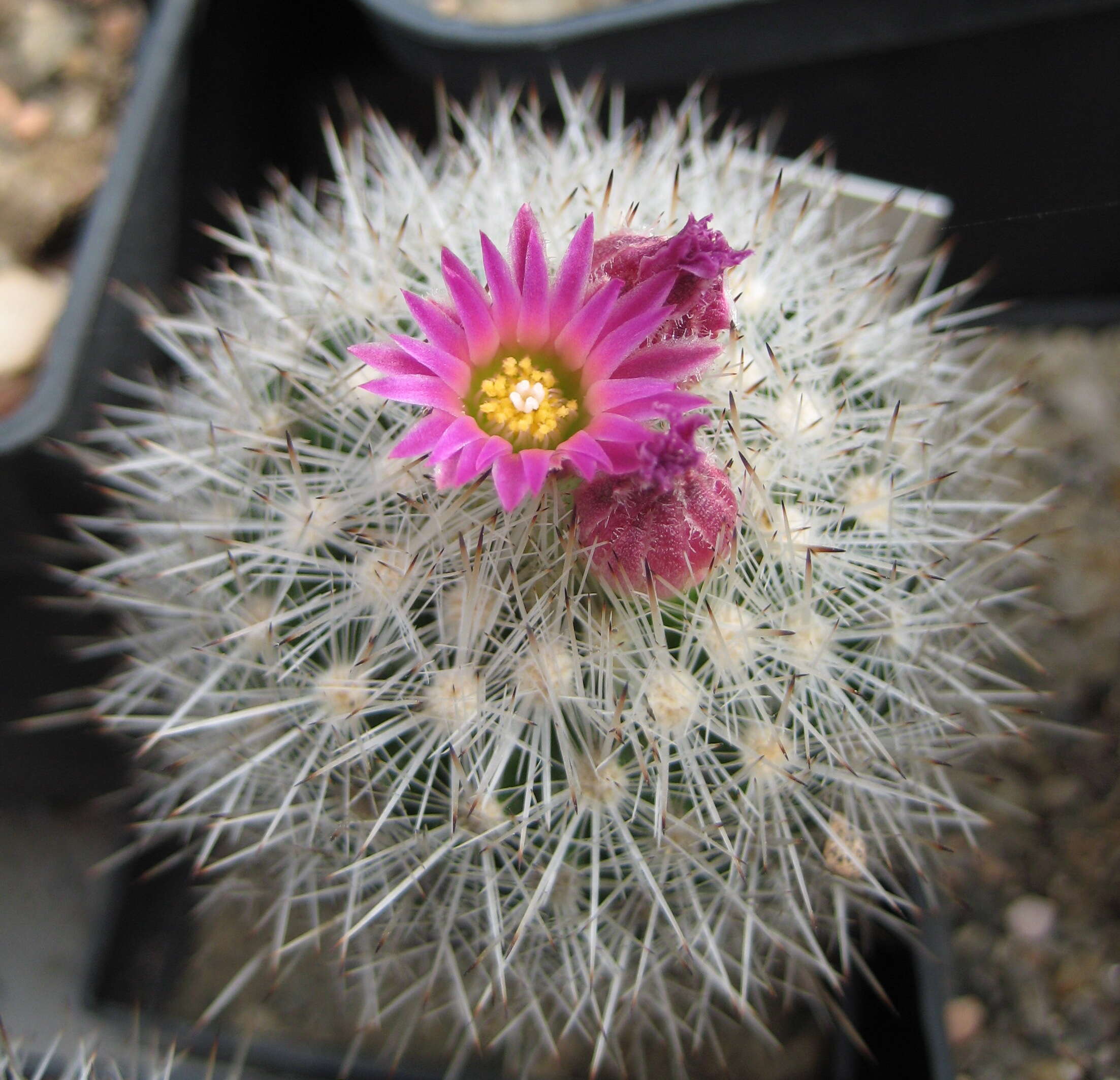 Image of foxtail cactu