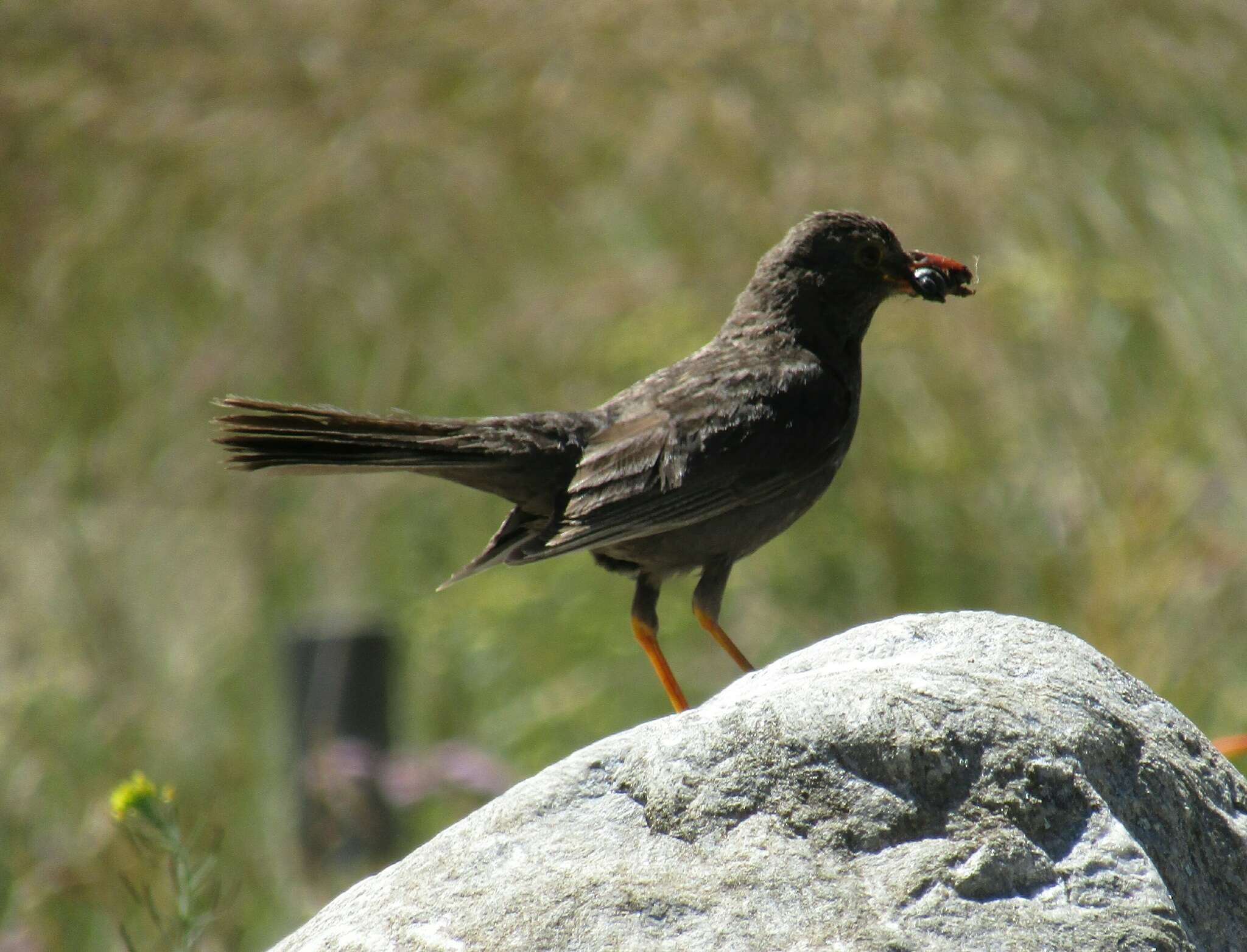 Turdus chiguanco d'Orbigny & Lafresnaye 1837 resmi