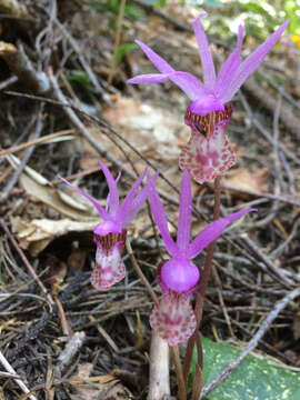 Image of fairy slipper