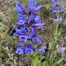 Image de Penstemon pennellianus D. D. Keck