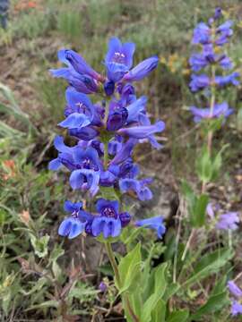 Image of Blue Mountain beardtongue