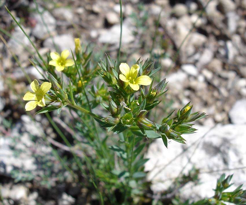 Image of flax