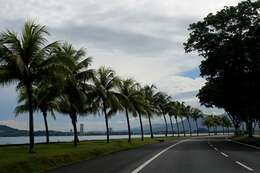 Image of coconut palm