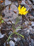 Image of Crepis jacquinii subsp. kerneri (Rech. fil.) Merxm.