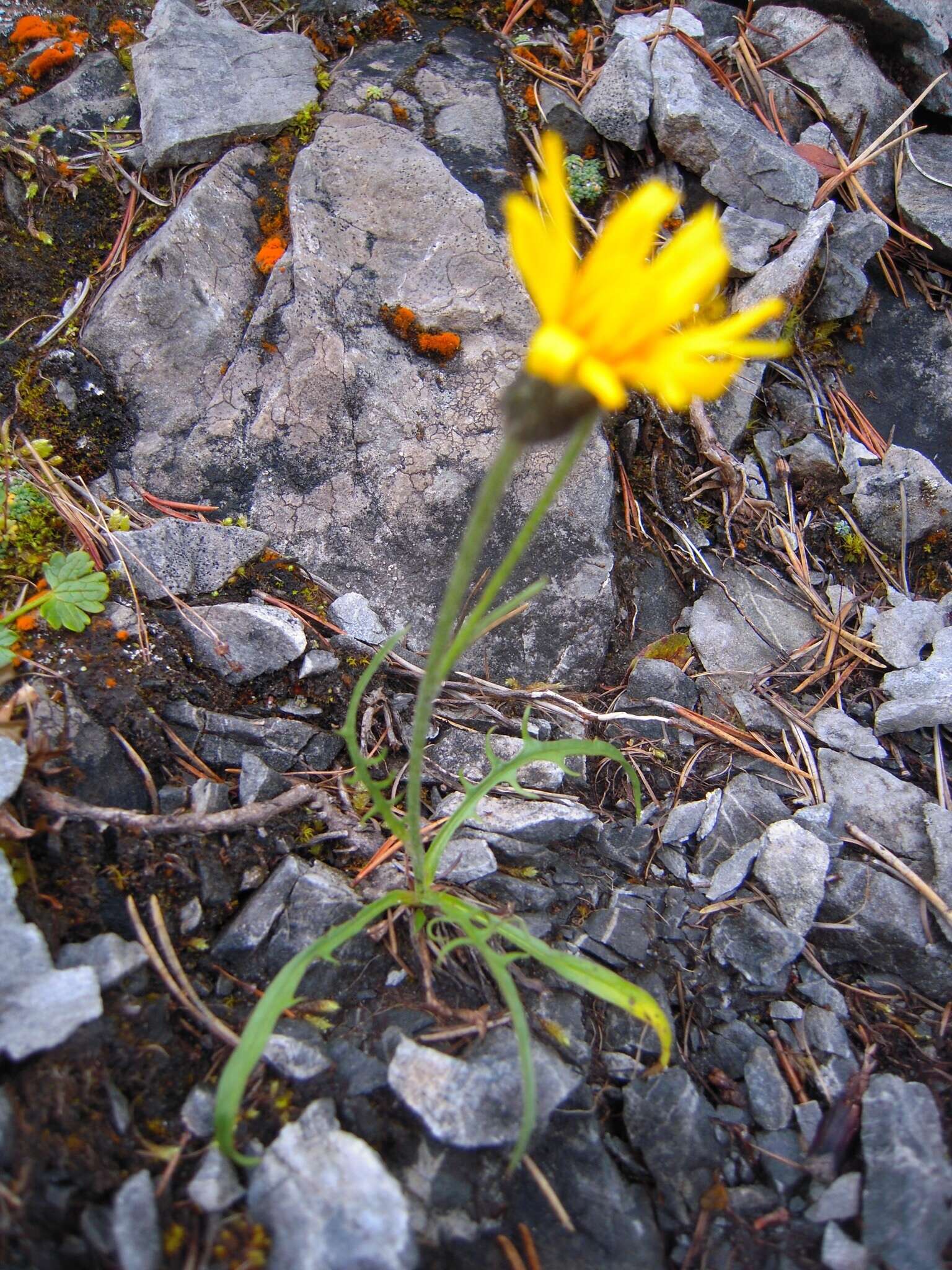 Image of Crepis jacquinii subsp. kerneri (Rech. fil.) Merxm.