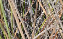 Image of She-oak Skink