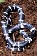 Image of Common Indian krait