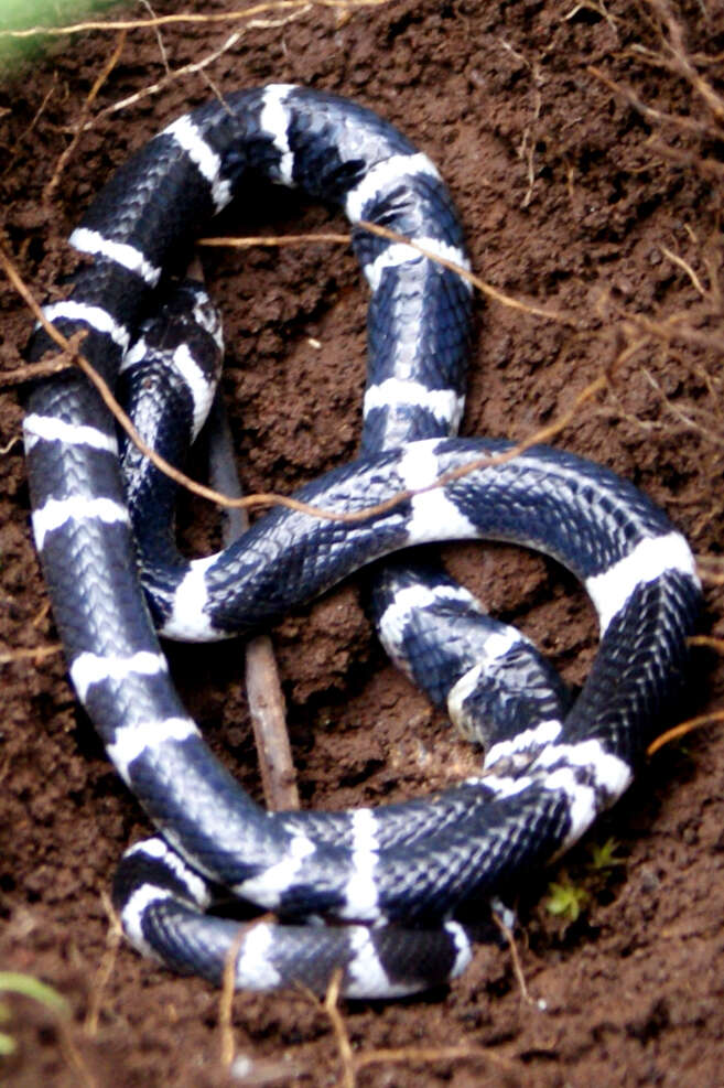 Image of Common Indian krait