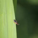 Image of Platycephala umbraculata (Fabricius 1794)