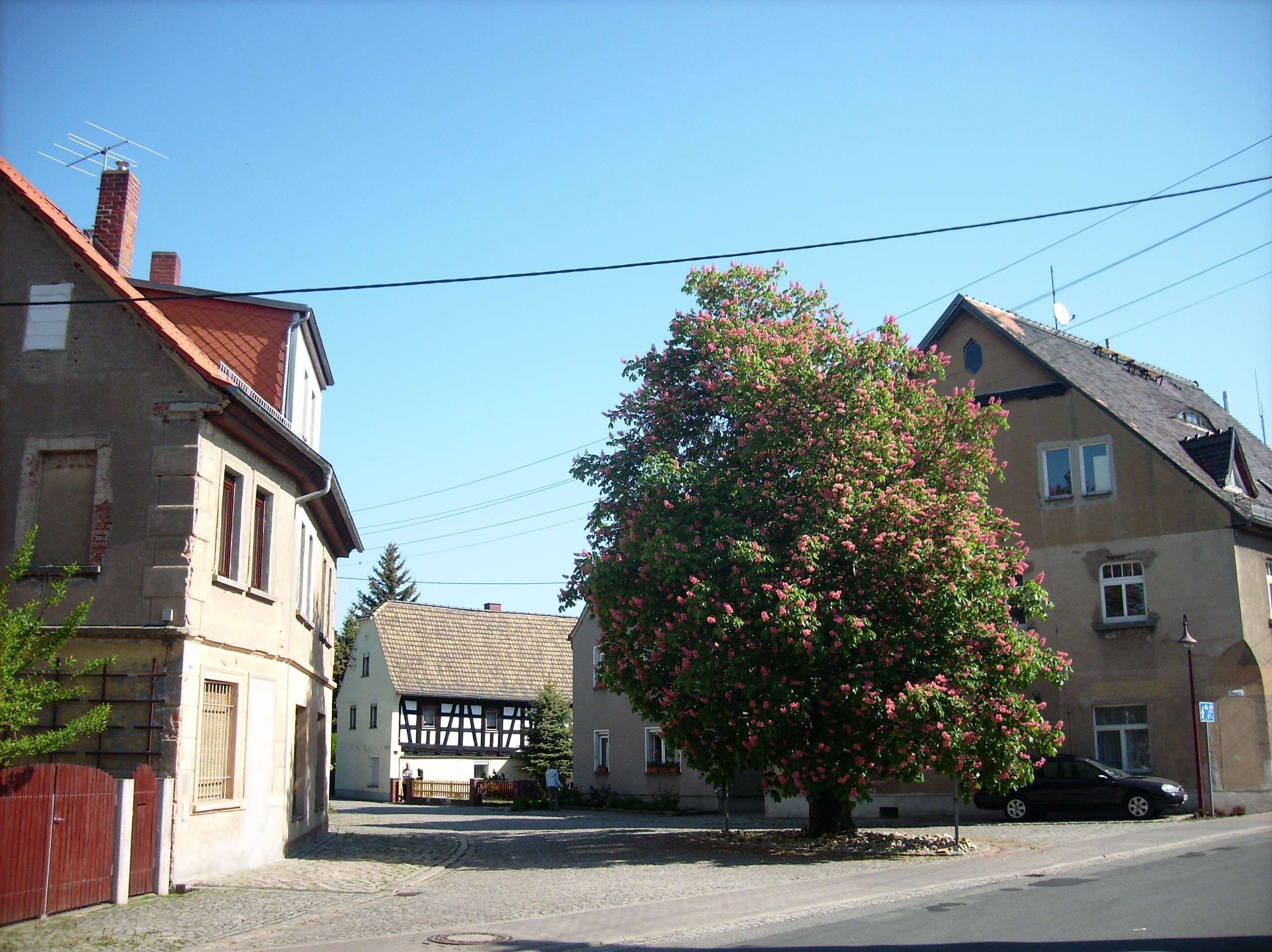 Image of red horse-chestnut