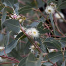 Imagem de Eucalyptus cosmophylla F. Müll.