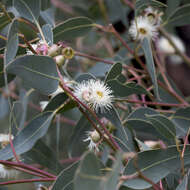 صورة Eucalyptus cosmophylla F. Müll.