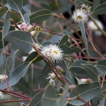 Image of Cup Gum