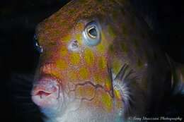 Image of Blue boxfish