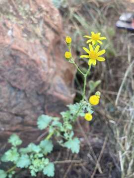 Image of wild parsley