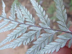 Image of Leather-Leaf Gold-Back Fern