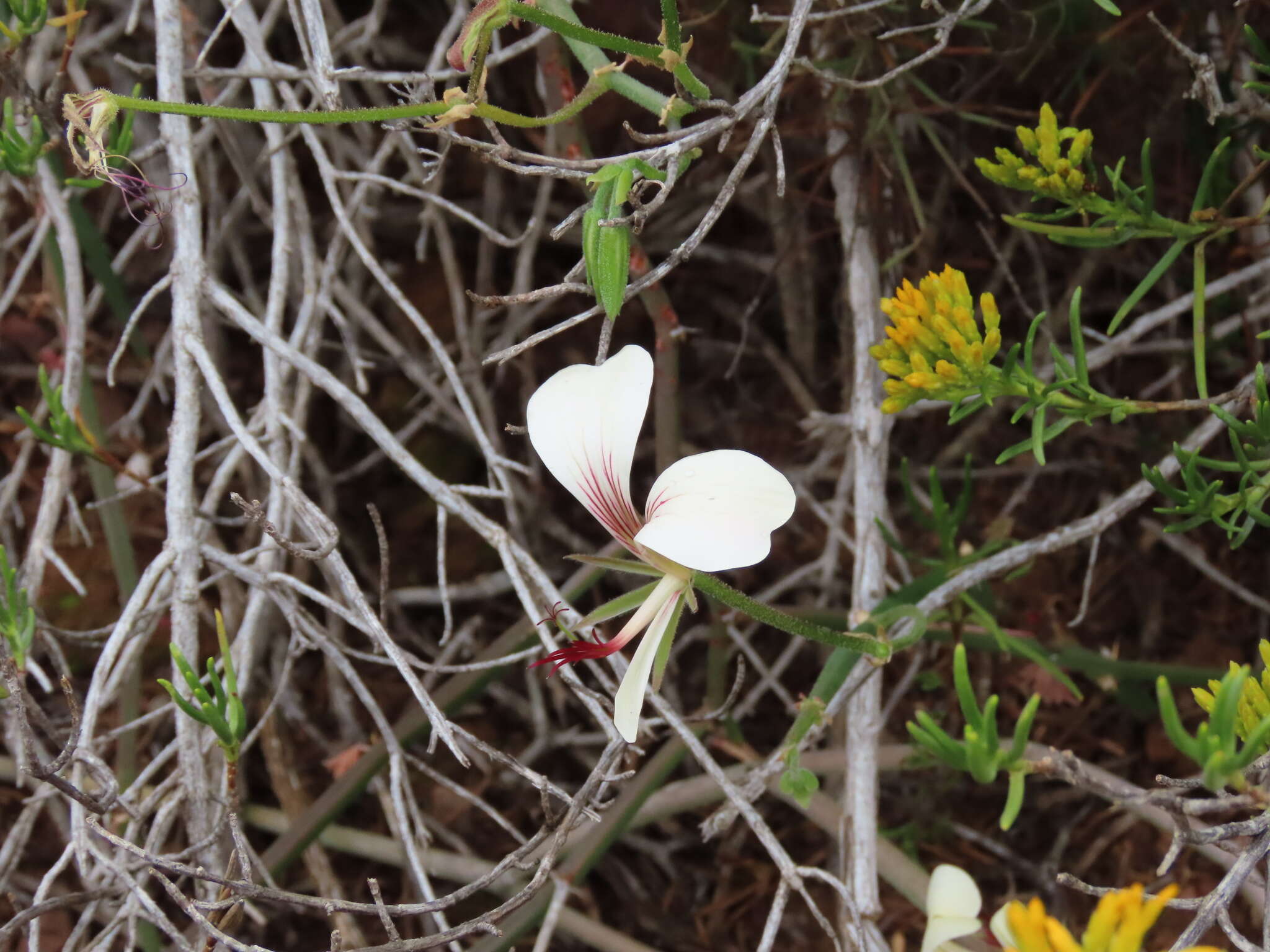 Image of Pelargonium tetragonum (L. fil.) L'Her.