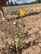 Image of rough gumweed