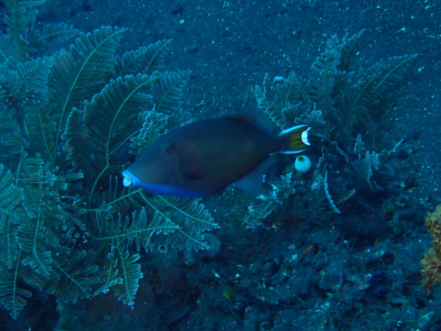 Image of Halfmoon triggerfish