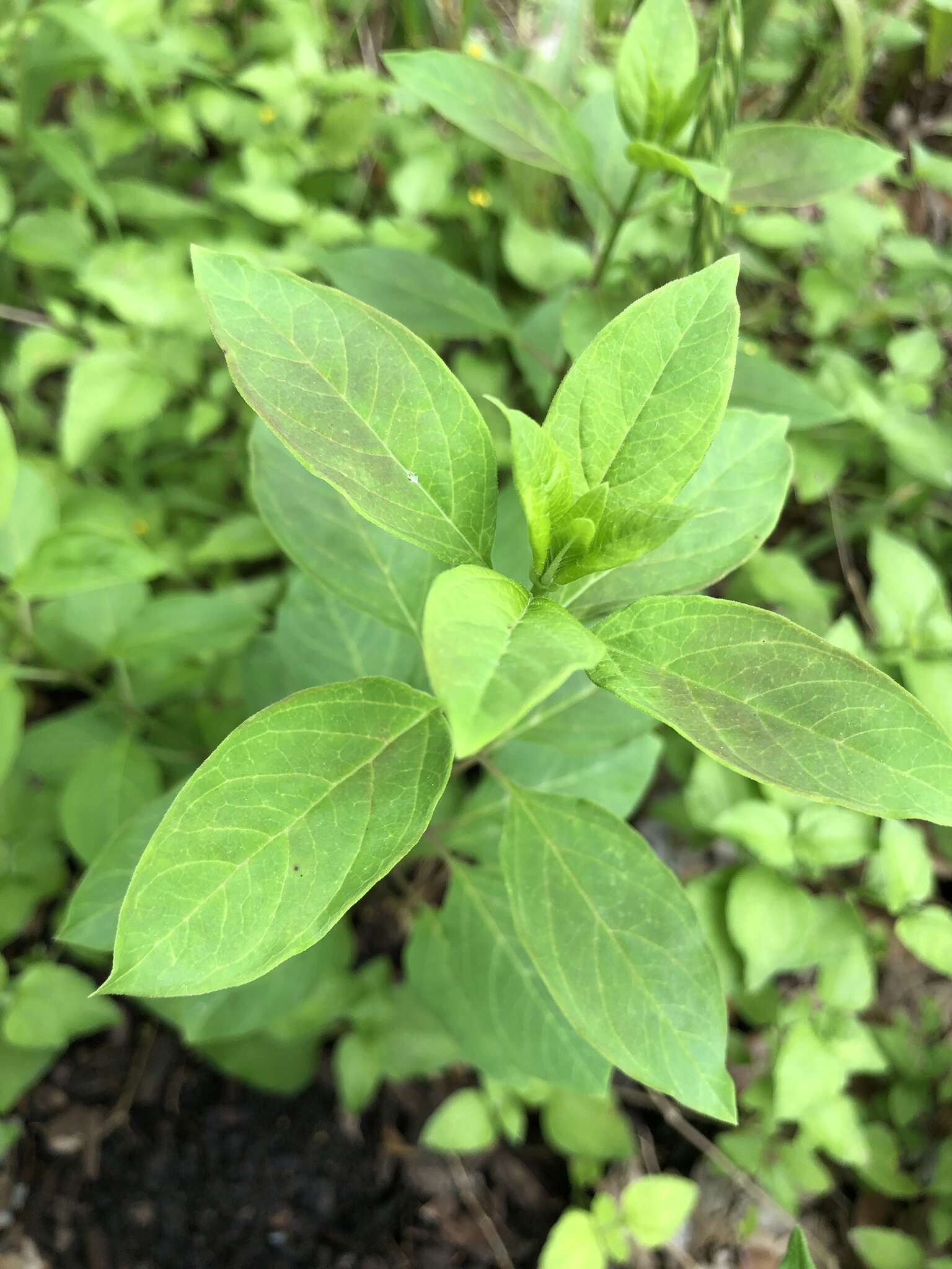 Image of Texas milkweed