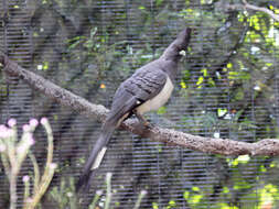 Image of White-bellied Go-away-bird