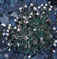 Plancia ëd Cerastium arcticum Lange