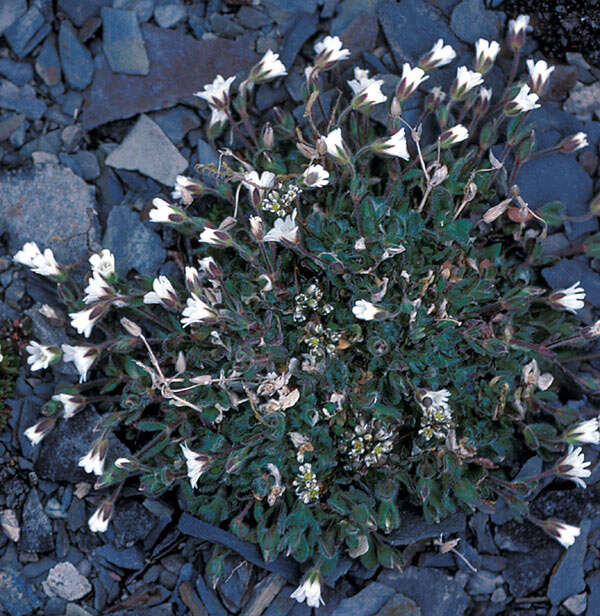 Plancia ëd Cerastium arcticum Lange