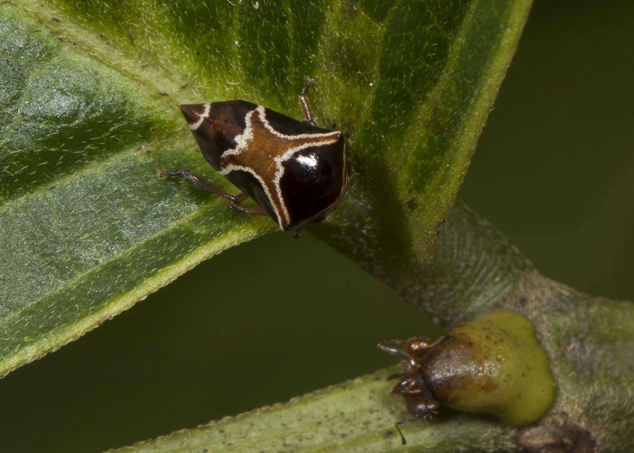 Image of Horiola picta Coquebert