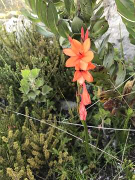 Imagem de Watsonia stenosiphon L. Bolus