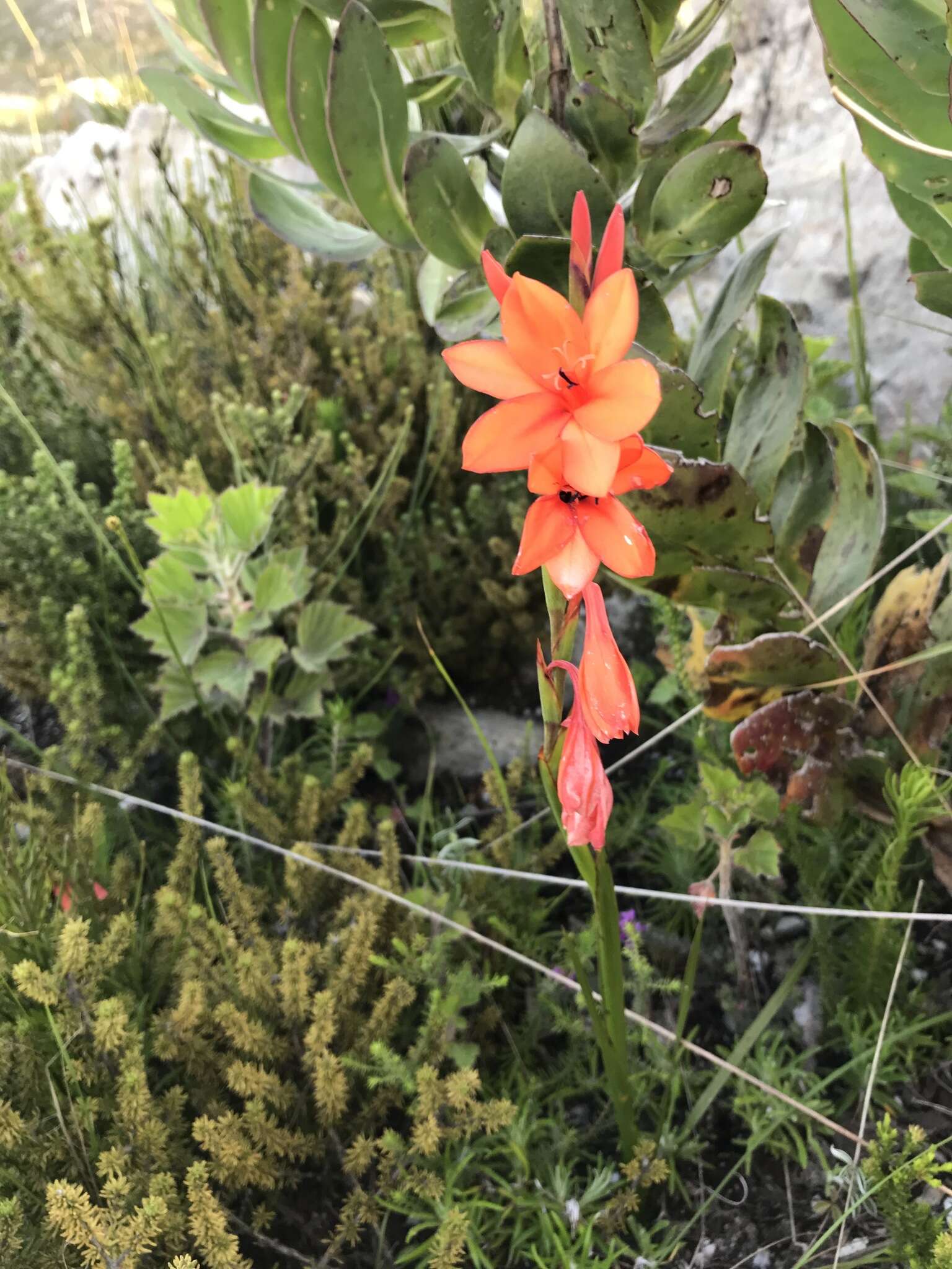 صورة Watsonia stenosiphon L. Bolus