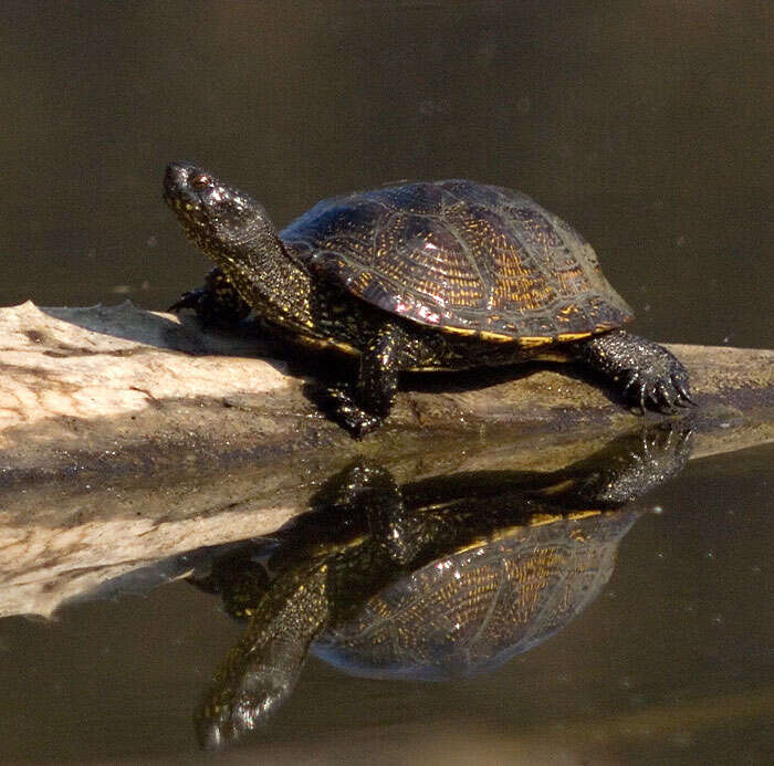 Image of European Pond Turtle