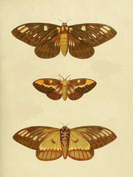 Image of Citheronia laocoon (Cramer 1777)