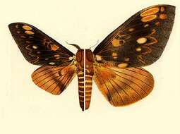 Imagem de Citheronia mexicana Grote & Robinson 1866