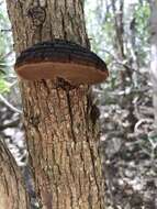 Phellinus robiniae (Murrill) A. Ames 1913的圖片