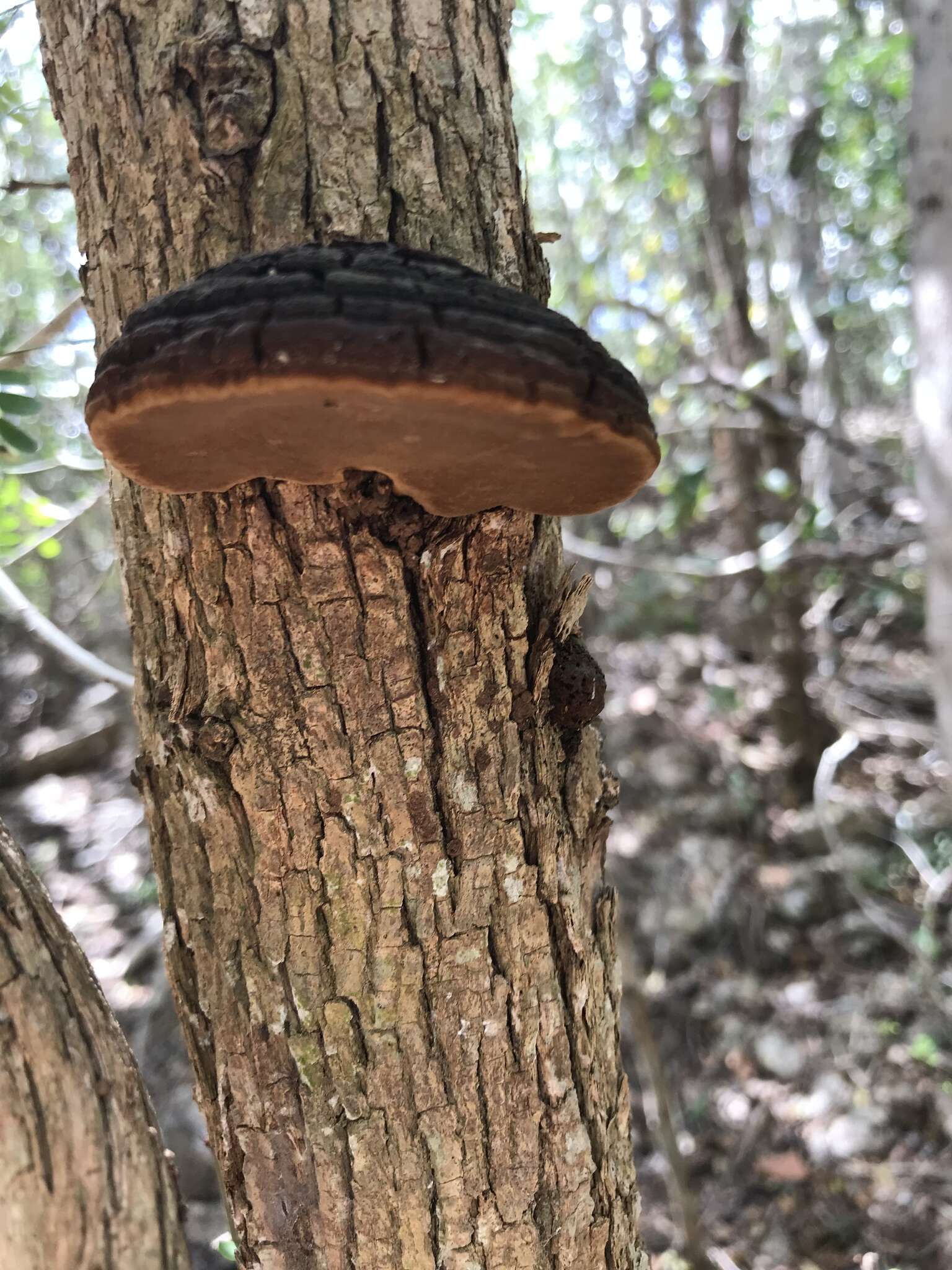 Image de Polypore du robinier