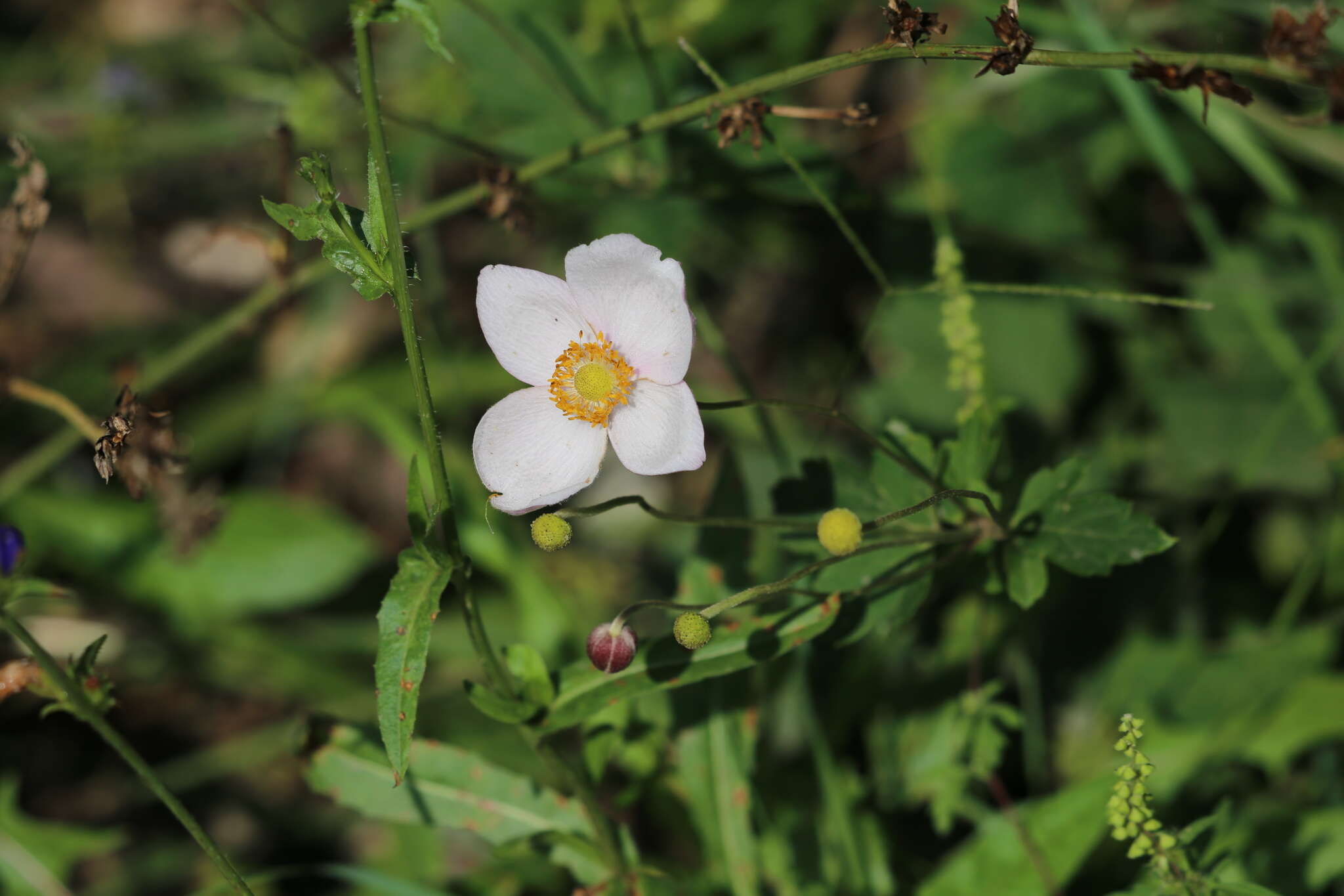 Image of Japanese Thimbleweed