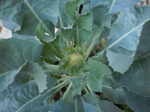 Image of broccoli