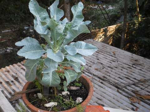 Image of broccoli