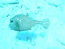 Image of Spotted Trunkfish