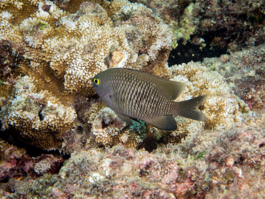 Image of Plectroglyphidodon marginatus (Jenkins 1901)