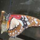 صورة <i>Graphium <i>angolanus</i></i> angolanus