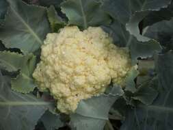 Image of broccoli