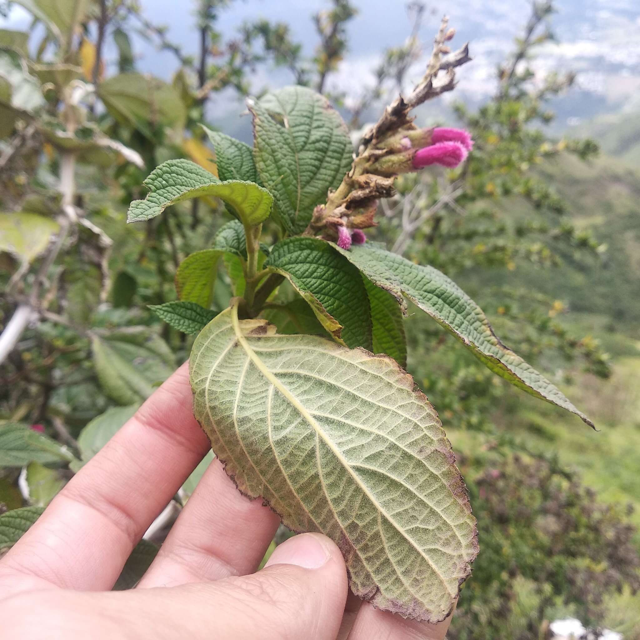 Image of Salvia tortuosa Kunth