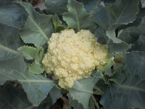 Image of broccoli