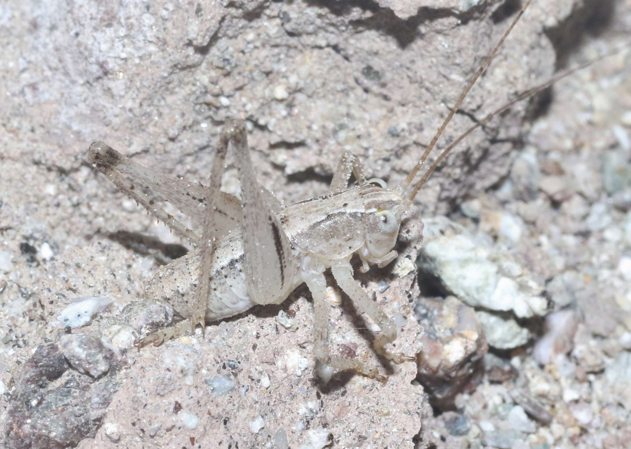 Image of Ateloplus notatus Scudder & S. H. 1901