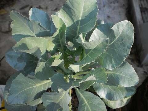 Image of broccoli