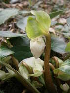 Image of black hellebore