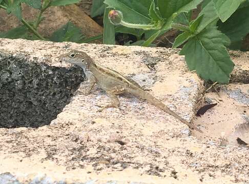 Image of Common Puerto Rican anole